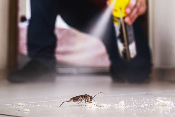 Best Rat Extermination Near Me  in Canby, OR